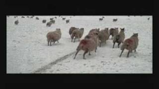 The Black Swan Effect - Winter Sun