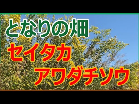 セイタカアワダチソウ '晩期アキノキリンソウ'