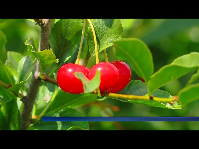 В Ангарске подвели итоги дачного конкурса