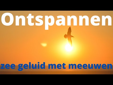 zee geluid met meeuwen | ontspannen natuurgeluiden
