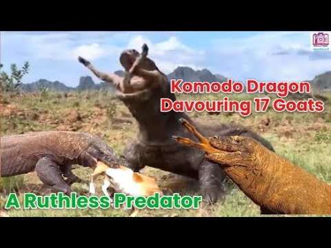 Komodo Dragon, Eat Goats Ferociously