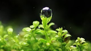 Aquascape Relaxing Video