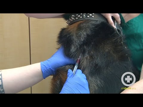 How to Do a Canine Jugular Venipuncture