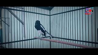 Download lagu pancingan Kacer sebelum lomba mp3 Download lagu pancingan Kacer sebelum lomba mp3