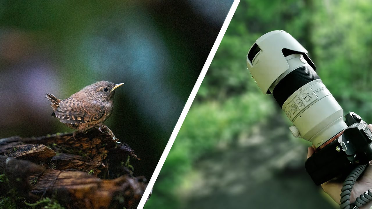 25 minutes of RELAXING Nature Photography (POV) | Sony A7IV & Sony 70-200mm f/2.8