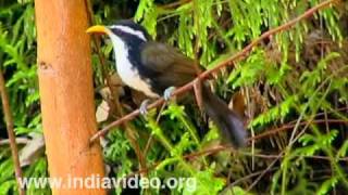 Indian Scimitar Babbler or Pomatorhinus Horsfieldii