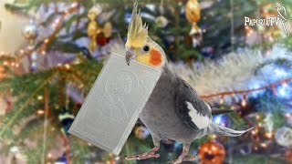 Bezpiecznych papuzich świąt i Nowego Roku!