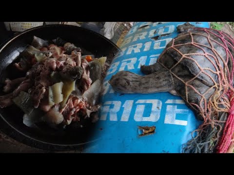 SE03EP044 - PINAMUGARAN ng PESTE  | INVASIVE CHINESE SOFT SHELL TURTLE