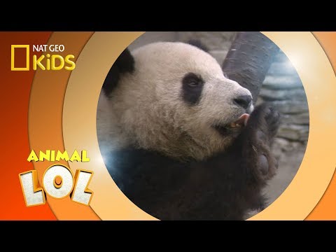 Panda Express | Animal LOL
