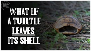 Can A Turtle Live Outside Its Shell