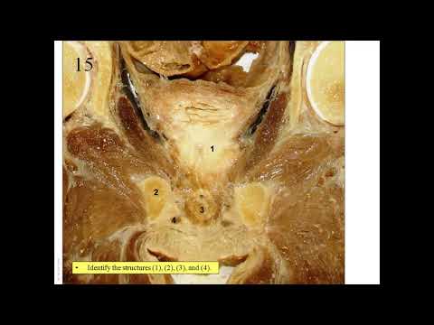 Anatomia układu endokrynnego oraz narządów płciowych