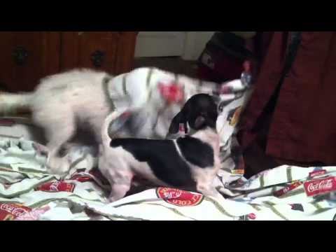 Bosco plays with Granny but get's mad when Trevor interrupt