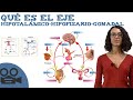 Qué es el Eje hipotalámico-hipofisario-gonadal Qué es el Eje hipotalámico-hipofisario-gonadal