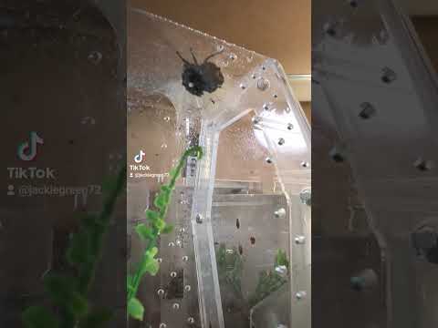 P.R.Florida Jumping Spider Pairing #jumpingspiders #jumpingspider #florida #invert #inverts