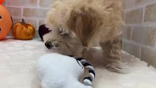 ハーフ犬の動画01