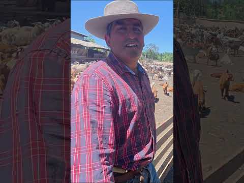 Arriero de Rauco Palquibudi ahora criancero de la Región del Maule llevando ganado por la ruta CH115