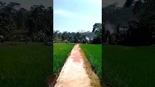 Download lagu suasana pedesaan sawah, jalan sawah#shorts mp3