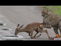 A Young Cheetah Makes Its First Kill