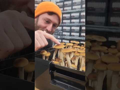 Growing Mushrooms in a 'Boomr Bin' | Monotub Cultivation