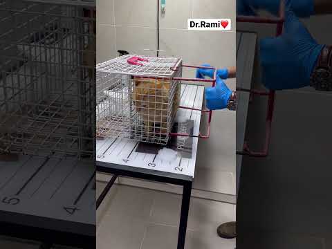 How to deal with angry cat and ferocious cat part 13