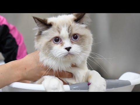 I finally met a Ragdoll cat that didn't want to unalive my entire bloodline