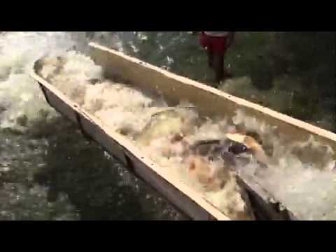 populare Solacolu 09 10 2014 - 1,3 TONE CRAP!