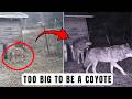 Something Bigger Than a Coyote Is Spreading Across the East — And It Wasn't Supposed to Exist!