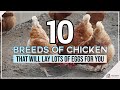 10 Breeds of Chicken That Will Lay Lots of Eggs for You