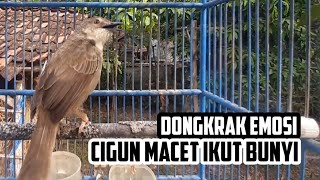 Download lagu Suara Asli Ciblek Gunung Gacor Pagi Hari.Rangsang Emosi Cigun Manapun Agar Segera Bunyi Dengar ini mp3 Download lagu Suara Asli Ciblek Gunung Gacor Pagi Hari.Rangsang Emosi Cigun Manapun Agar Segera Bunyi Dengar ini mp3