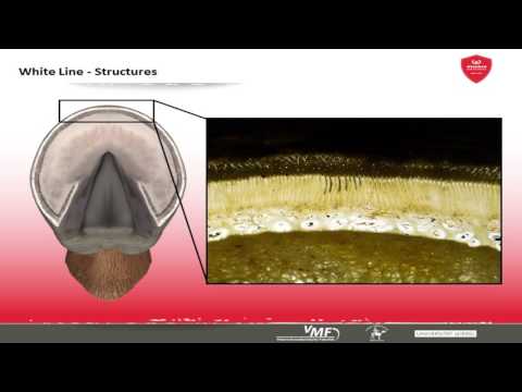 Werkman Academy Basics 08: The structures of the distal equine limb - Werkman Hoofcare