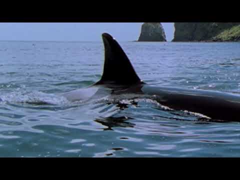 Encounter with an orca