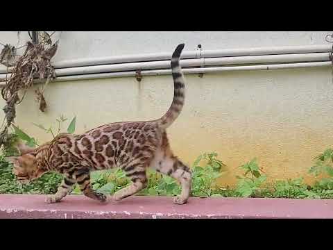 Bengal cats in Bangalore