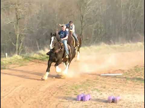 BEAUTIFUL SHIRE GELDING RIDES WESTERN, ENGLISH, DRIVES, TRAIL RIDDEN