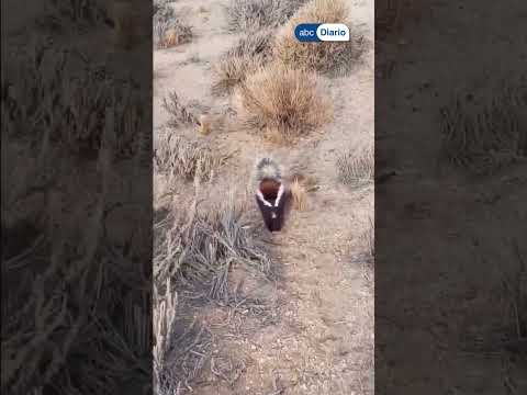 🦨 Un pequeño zorrino enterneció a todos con su valiente reacción en la estepa chubutense  Un…
