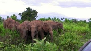 preview picture of video 'Ataque de un elefante en Sri Lanka'
