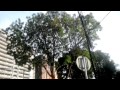 Kptmkl Arab Sec 3