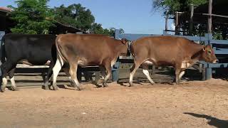Vídeo 182 - 1ª ETAPA MEGA LIQUIDAÇÃO TOTAL AGROPECUÁRIA MARAJOARA - DIA 4 | GADO GIROLANDO E HOLANDÊS