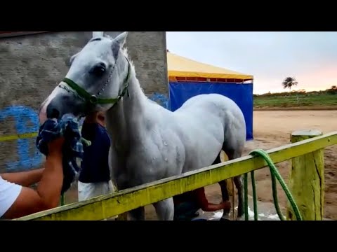 VERDUGO DASH vs DICKY BRUMMEL