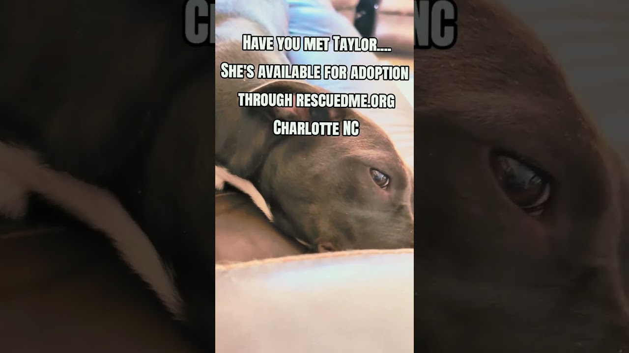 Enlarge Taylor, a ADOPTABLE mixed breed in Charlotte, NC video 4/4