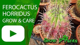 Ferocactus horridus - grow & care (Glaucous barrel cactus)