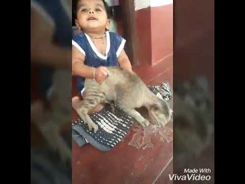 Daksh.... Playing with cat...