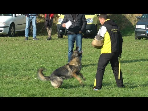 Audy Weerdon - Bonitácia Radimov 14. October 2017