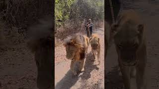 Reliving My Wild Lion Walk Adventure At Fathala Reserve in Senegal #shorts #senegal #lionwalk