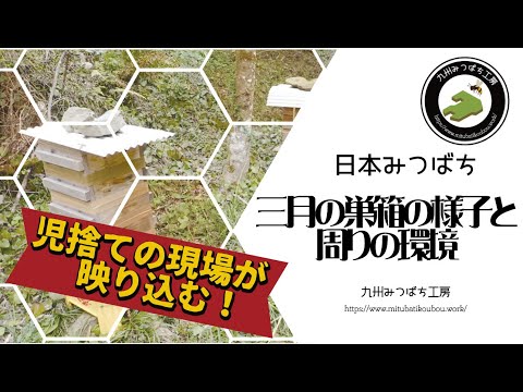 2月と3月のミツバチの餌 ガーデンデザイン