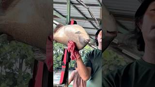 Download lagu Pomfret Fishing Competition 😘 mp3 Download lagu Pomfret Fishing Competition 😘 mp3