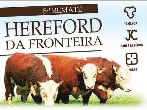 8º Remate Hereford da Fronteira