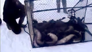 Как поймать сома на вершу