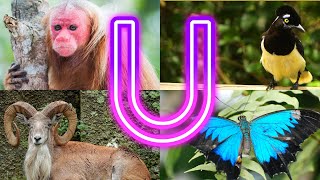 Animals And Birds Starting with U || Creatures Starting With U