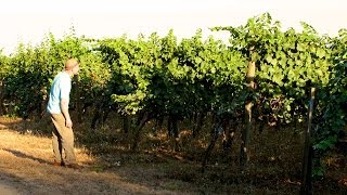 preview picture of video 'The Oldest Pinot Noir Vines in the Willamette Valley'