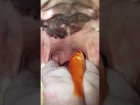 Goldfish swallow batch 28 HD